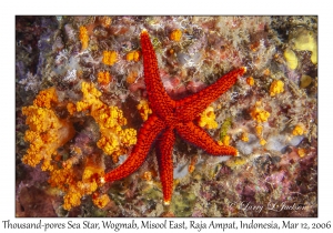 Thousand-pores Sea Star