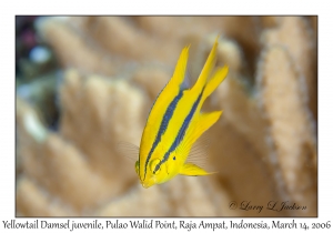 Yellowtail Damsel juvenile