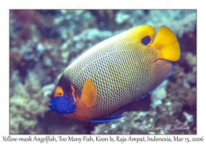 Yellow-mask Angelfish