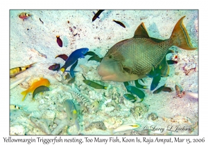 Yellowmargin Triggerfish nesting
