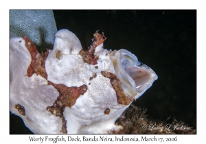 Warty Frogfish female