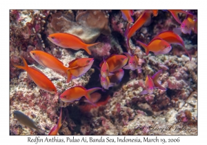 Redfin Anthias
