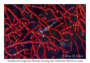Translucent Gorgonian Shrimp