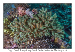 Finger Coral