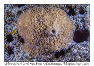 Unknown Hard Coral