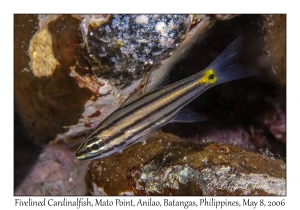 Fivelined Cardinalfish