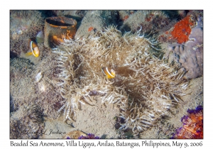 Beaded Sea Anemone