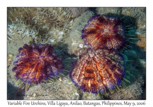 Variable Fire Urchins