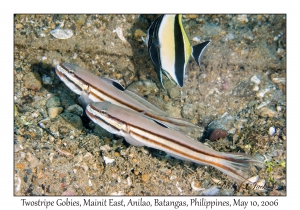 Twostripe Goby pair