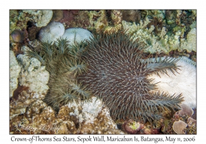 Crown-of-Thorns Sea Stars