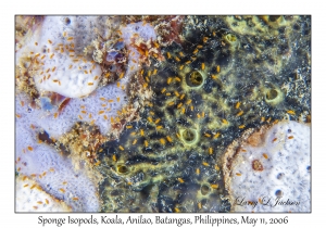 Sponge Isopods