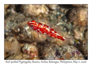 Red-spotted Pygmygoby