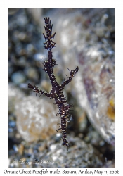 Ornate Ghost Pipefish male