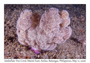 Umbellate Tree Coral