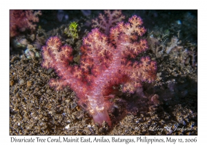Divaricate Tree Coral