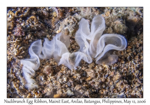 Nudibranch Egg Ribbon