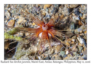 Radiant Sea Urchin juvenile