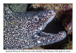 Spotted Moray & Yellownose Goby
