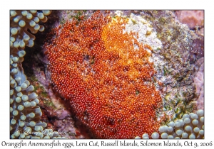 Orangefin Anemonefish eggs