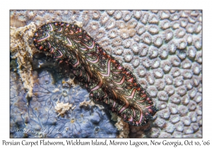 Persian Carpet Flatworm