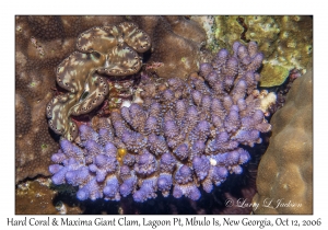 Hard Coral & Maxima Giant Clam