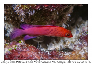 Oblique-lined Dottyback male