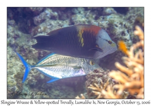 Slingjaw Wrasse & Yellow-spotted Trevally