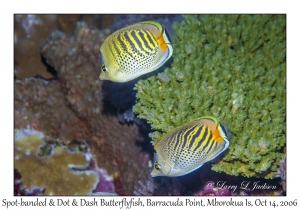 Spot-banded and Dot & Dash Butterflyfish