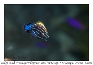 Wedge-tailed Wrasse
