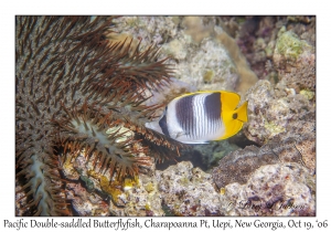 Pacific Double-saddled Butterflyfish