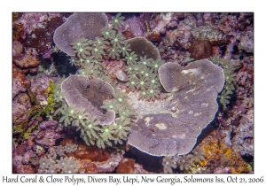 Hard Coral & Clove Polyps