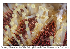 Tube Feet, Crown-of-Thorns Sea Star