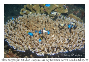 Palette Surgeonfish & Indian Dascyllus