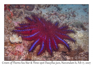 Crown-of-Thorns Sea Star & juvenile Three-spot Dascyllus