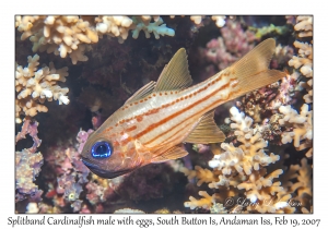 Splitband Cardinalfish male & eggs