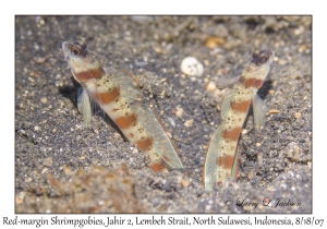 Red-margin Shrimpgobies