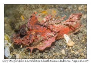 Spiny Devilfish variation