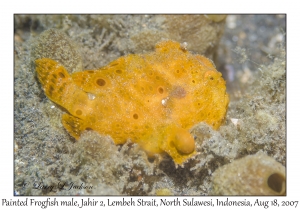 Painted Frogfish male