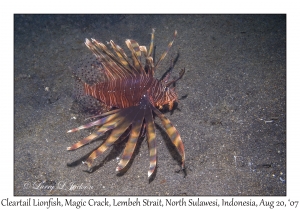 Cleartail Lionfish