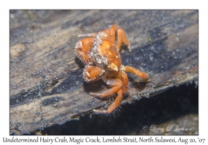 Undetermined Hairy Crab