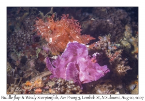 Paddle-flap & Weedy Scorpionfish
