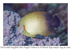 Pearl-scaled Angelfish