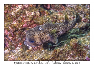 Spotted Burrfish