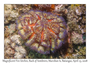 Magnificent Fire Urchin