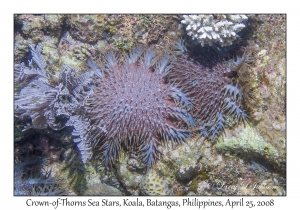 Crown-of-Thorns Sea Stars