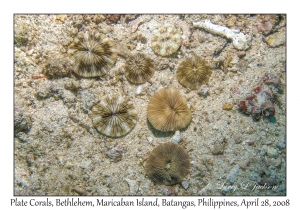 Plate Corals