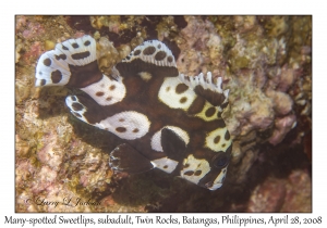 Many-spotted Sweetlips
