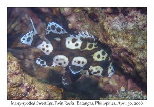 Many-spotted Sweetlips