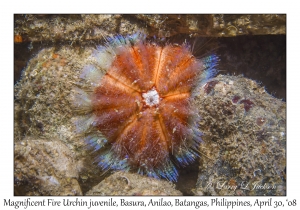 Variable Fire Urchin juvenile