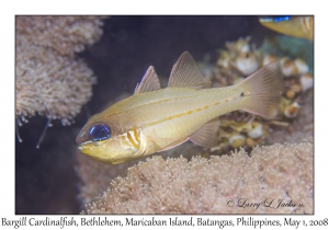 Bargill Cardinalfish